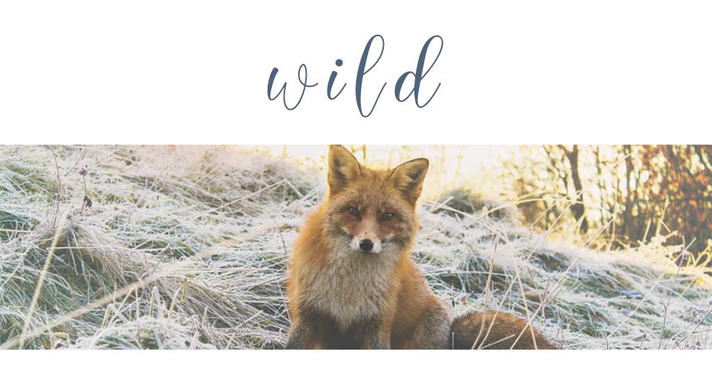 wild